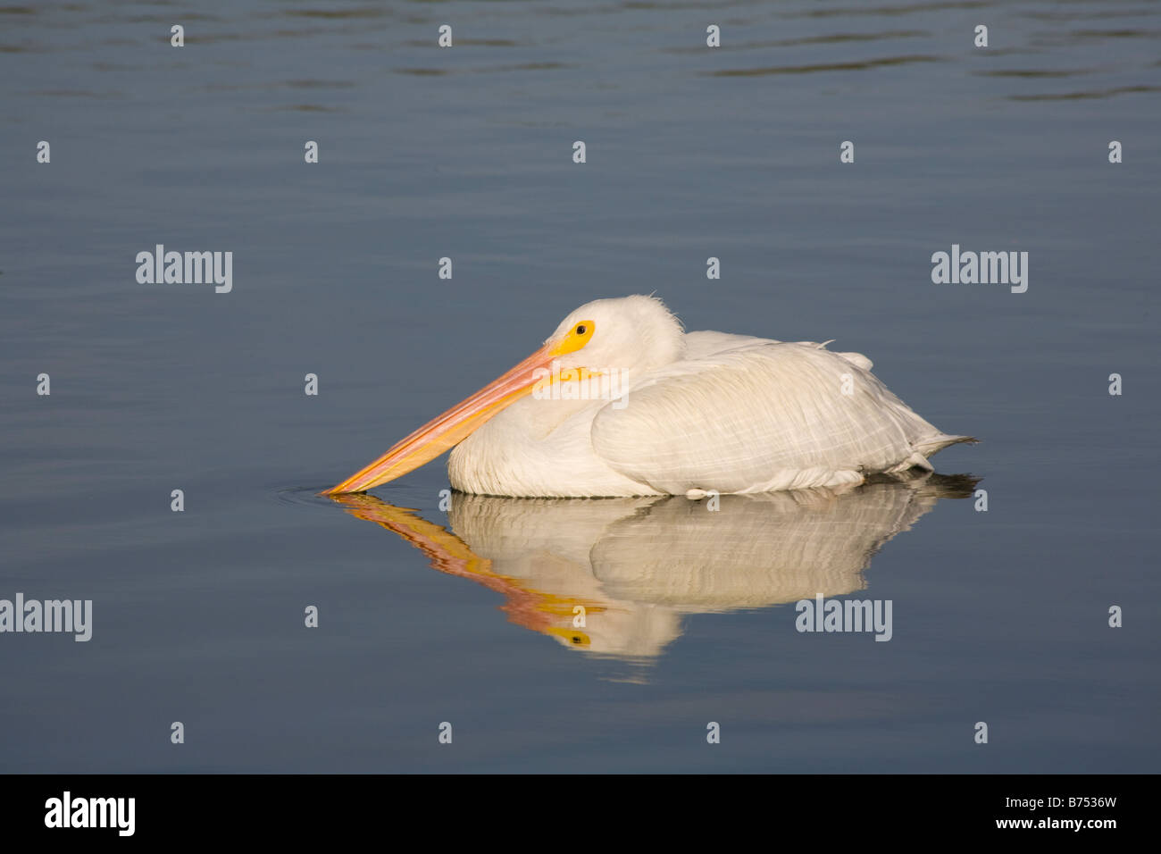 Einzelne weiße Pelikane Pelecannus Erythrorhynchos schwimmen in ruhigem Wasser in Südwest Florida Stockfoto