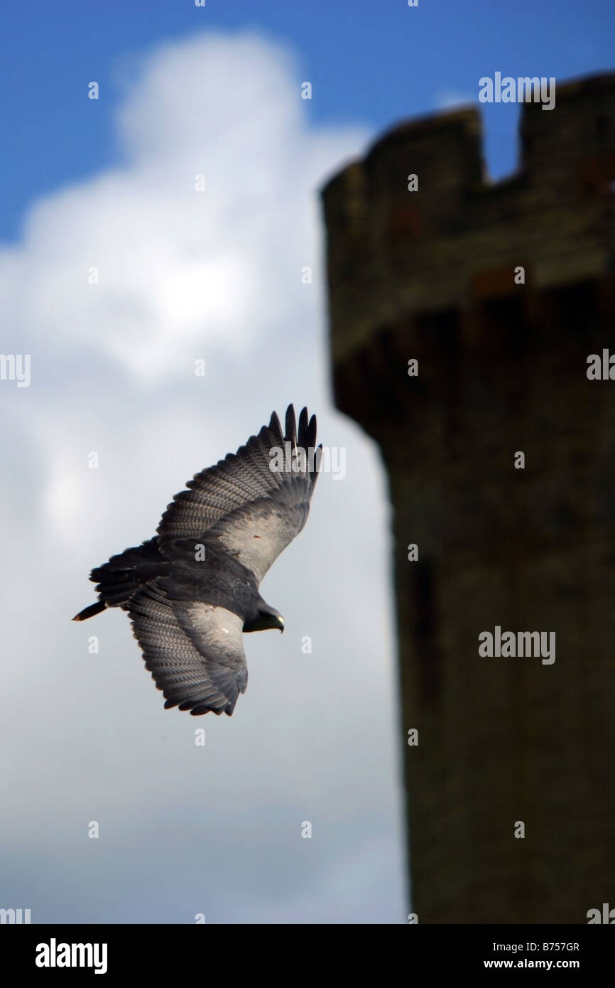 Fliegenden Falken Stockfoto