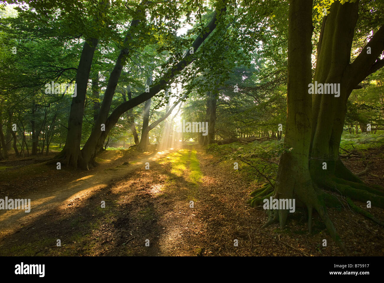 Buchen Herbstmorgen Ashridge Hertfordshire Stockfoto