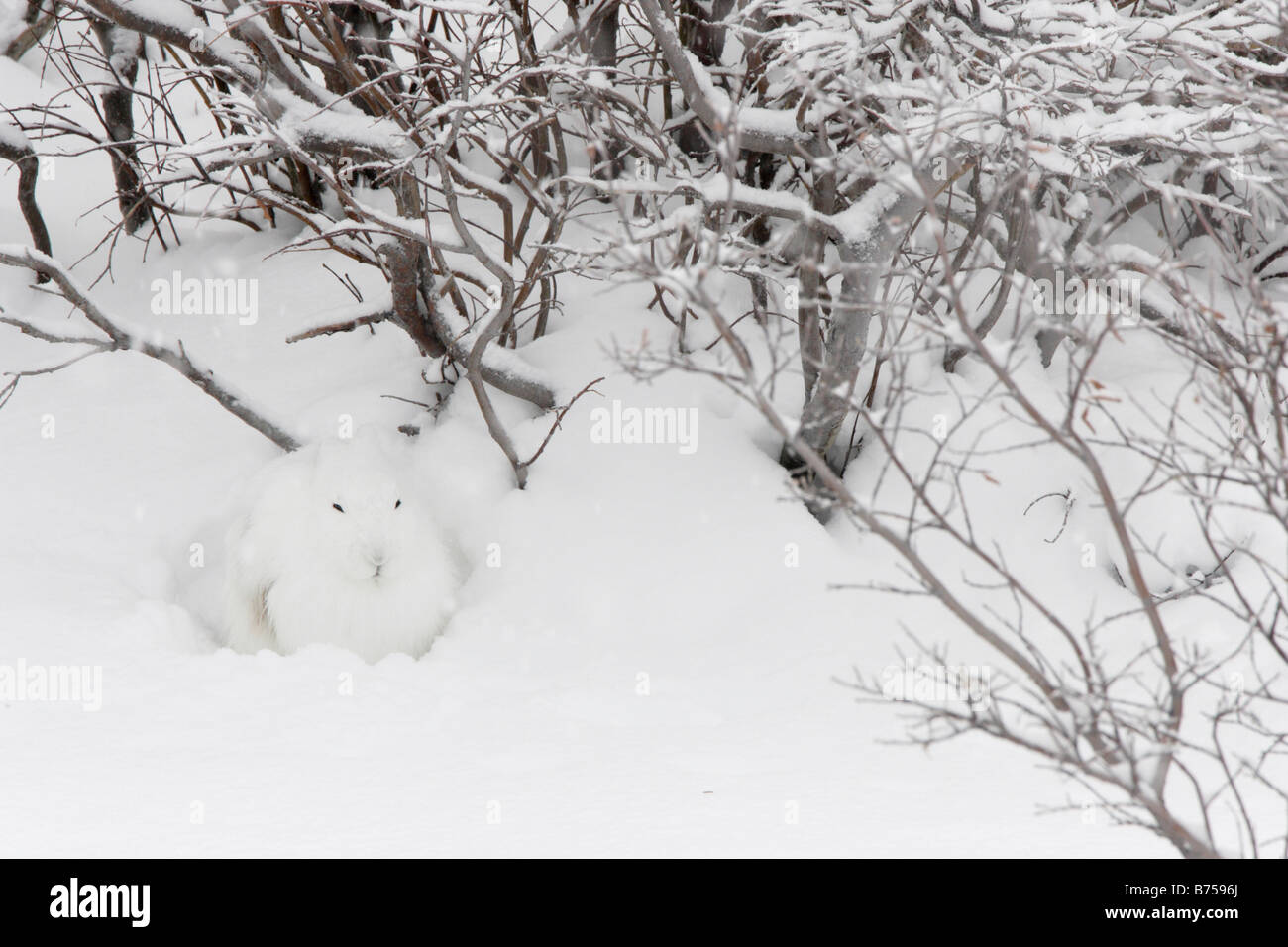 Arktis-Hase im Schnee Stockfoto