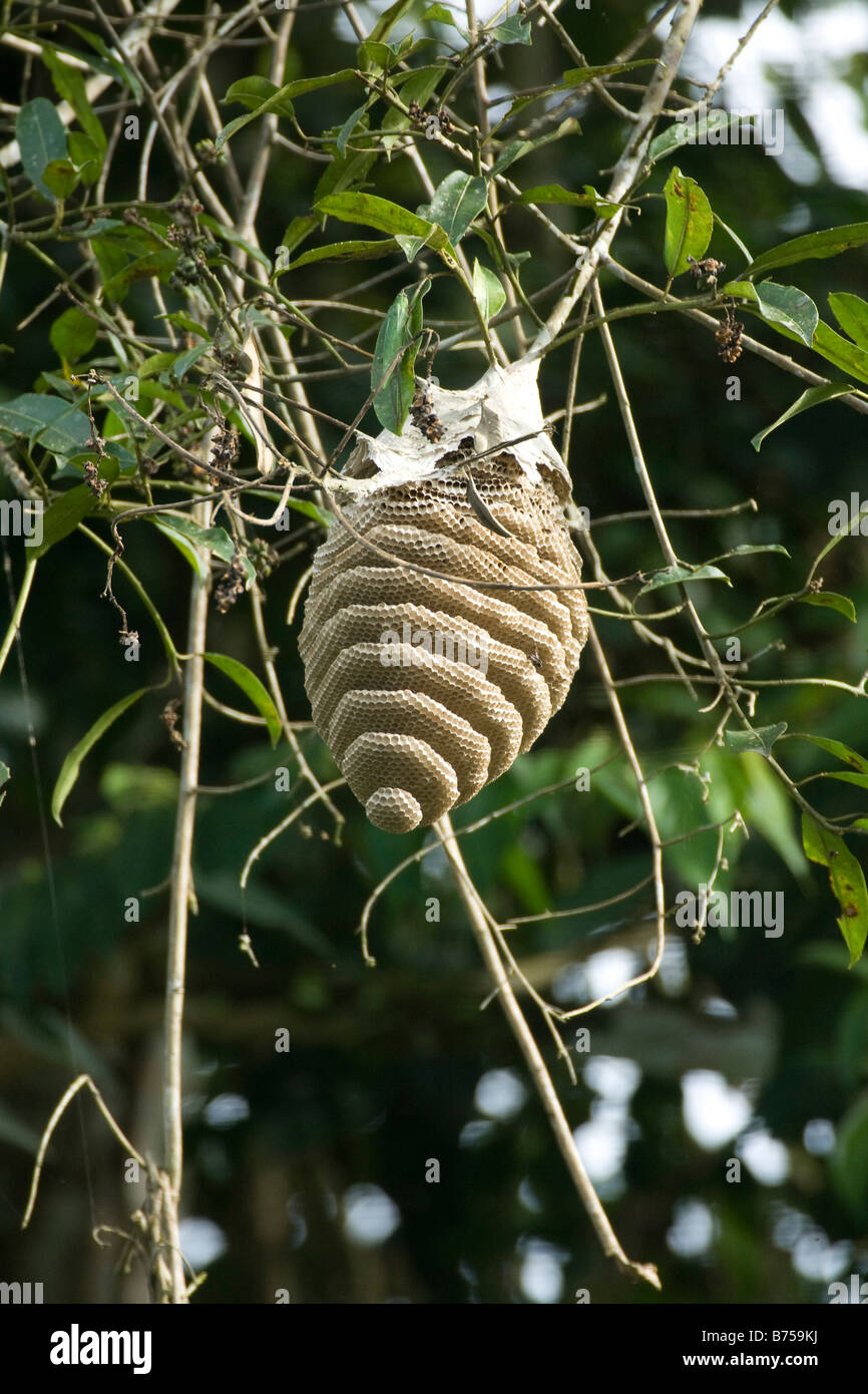 Großes Nest Biene, Hornisse oder Wespe an Baum hängen. Amazonia Ecuador vertikale 71032 Ecuador Stockfoto
