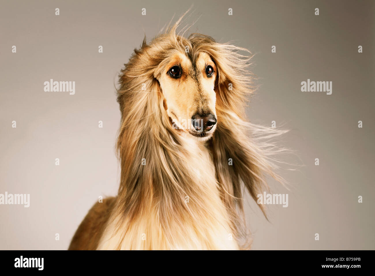 Nahaufnahme eines afghanischen Hund Stockfoto
