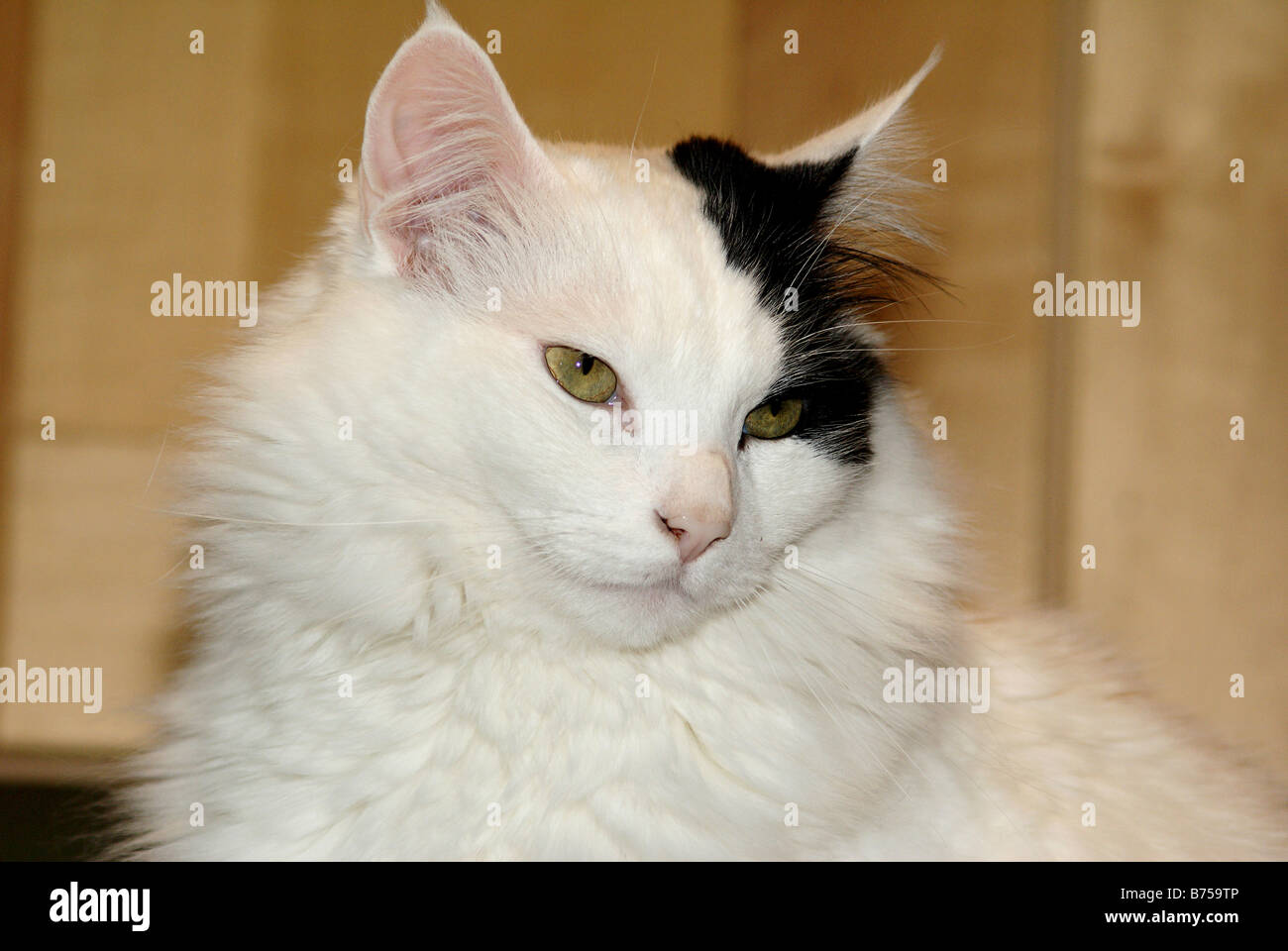 entspannte Katze Closeup ungewöhnliche schwarze Markierungen anzeigen Stockfoto