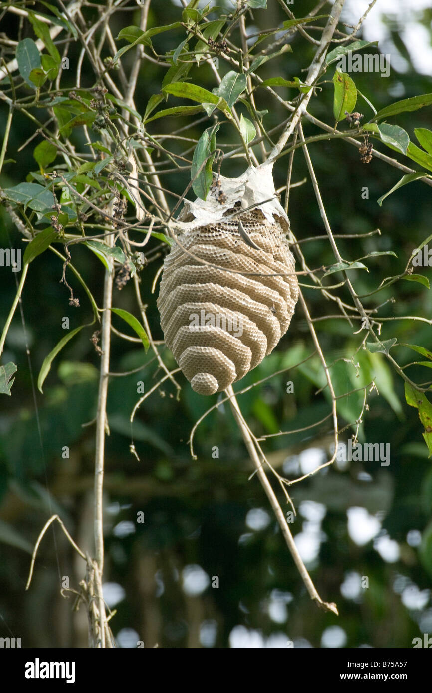 Großes Nest Biene, Hornisse oder Wespe an Baum hängen. Amazonia Ecuador vertikale 71031 Ecuador Stockfoto