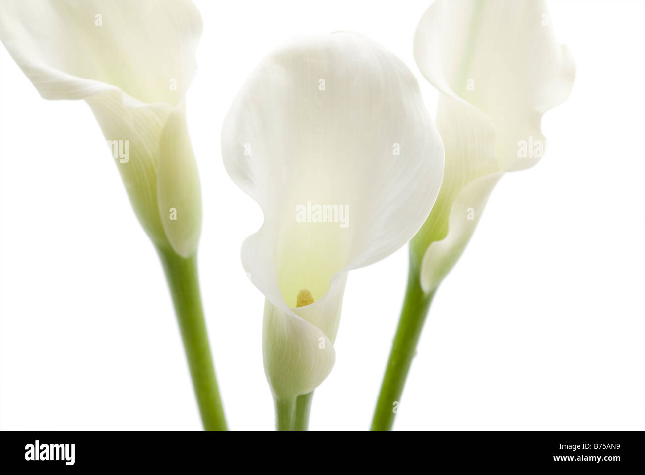 Weiße Calla Lilie Blumen Stockfoto