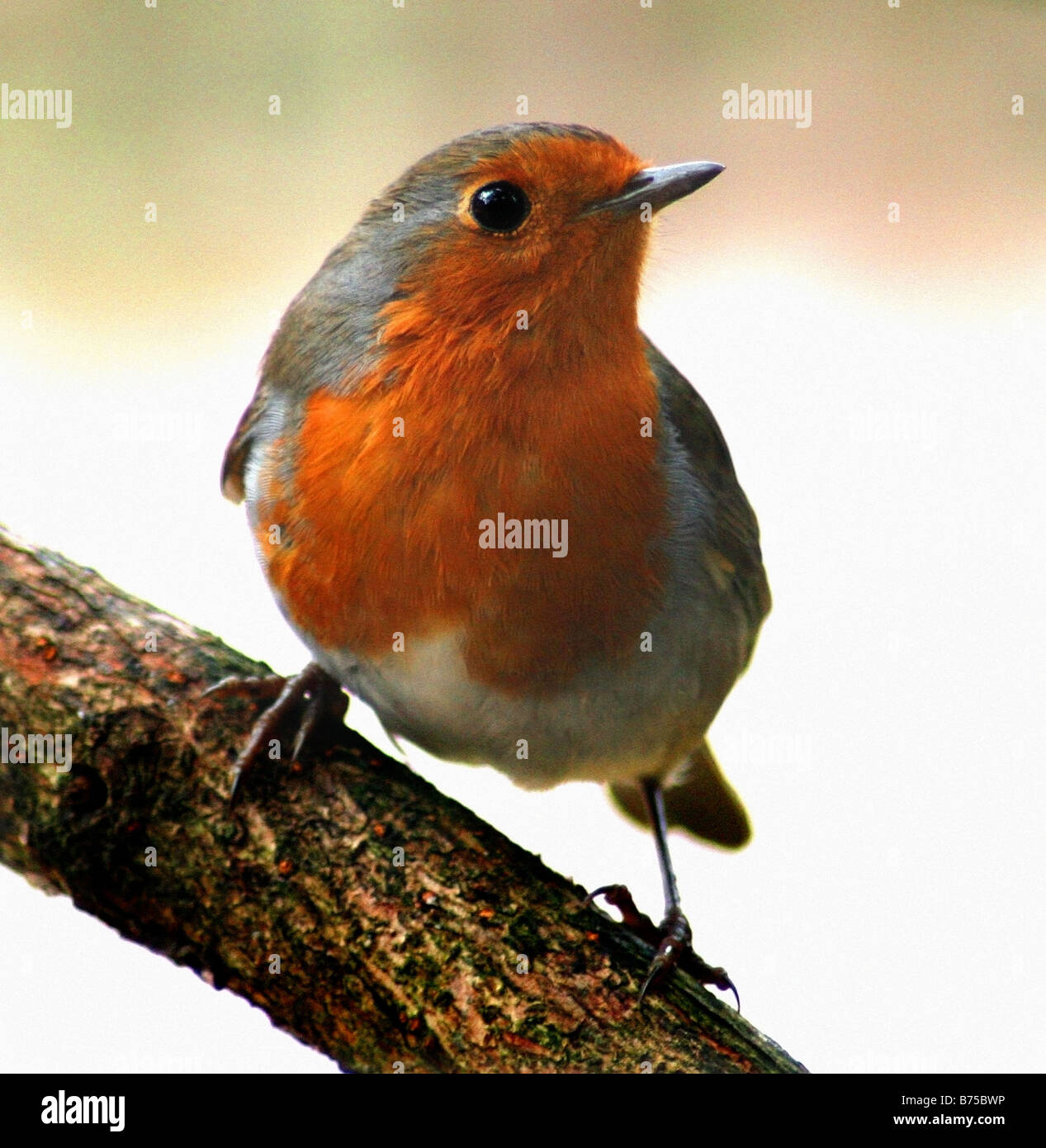 Robin Stockfoto