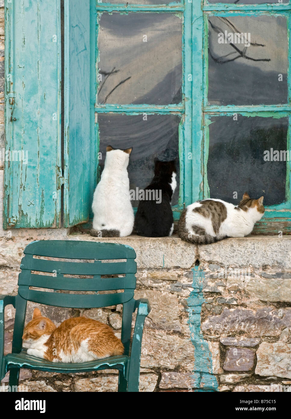 Katzen, die darauf warten, im Dorf von Trahila äußere Mani südlichen Peloponnes Griechenland Fischen gefüttert werden Stockfoto