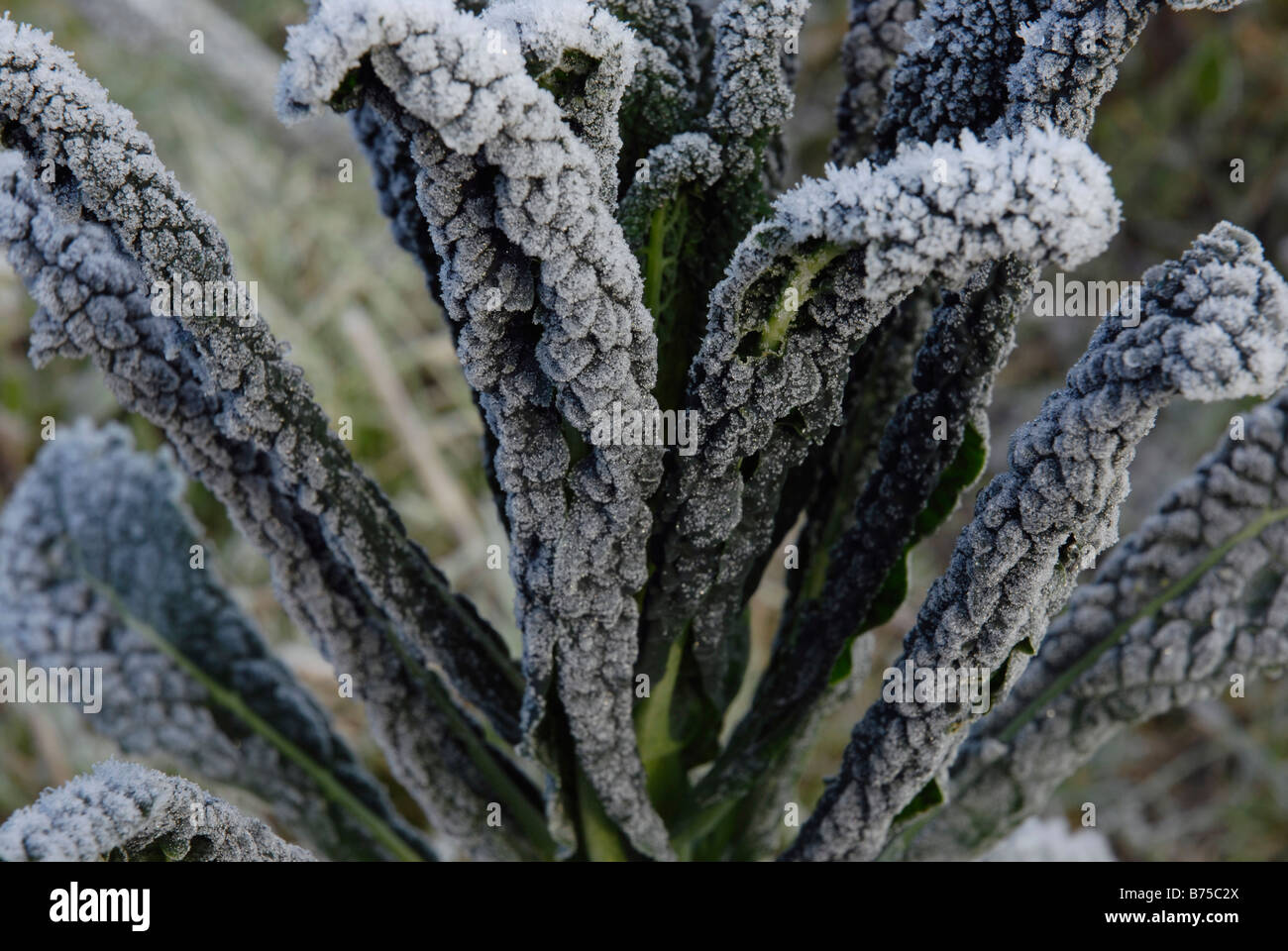 Cavolo Nero, schwarz Toskana Kale, Nero de Toscano Stockfoto