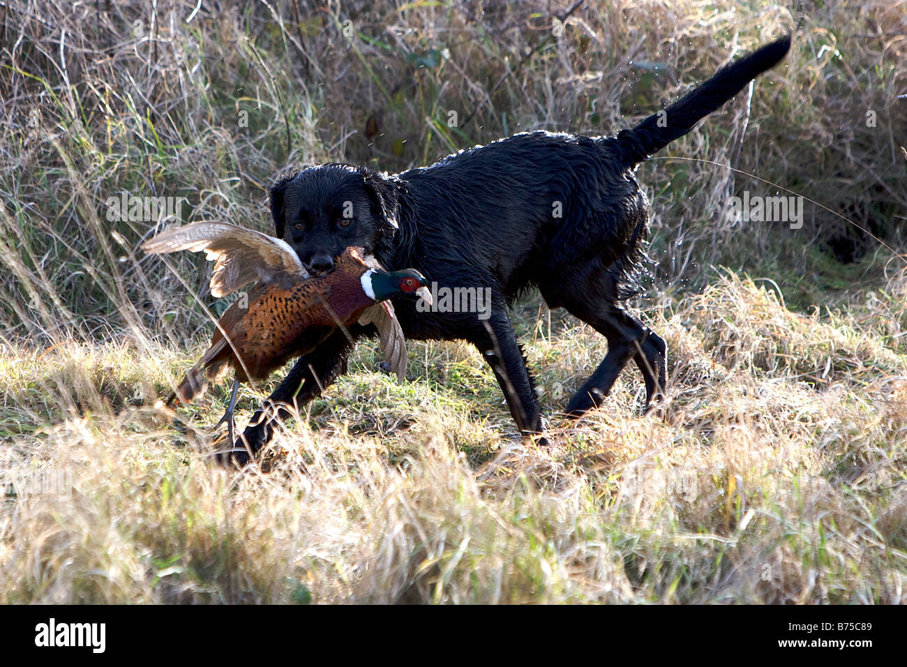 Ein schwarzer Labrador ruft ein Fasan während einem Spiel zu schießen. Stockfoto