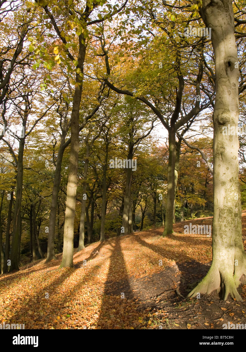 Herbst Golden Brown Bäume Szene mit Niederlassungen Stockfoto