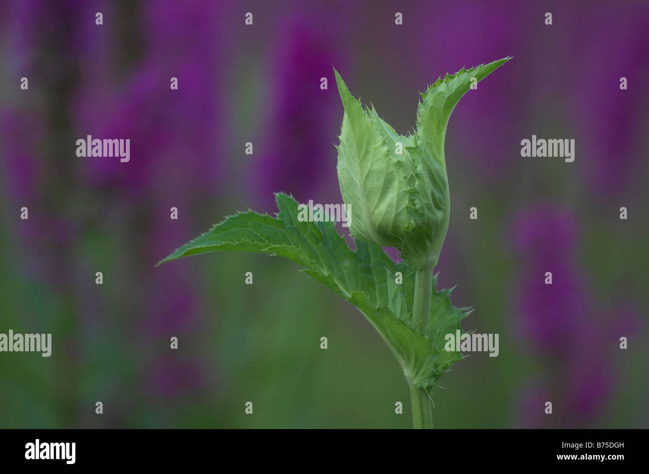 Wiese Distel Stockfoto