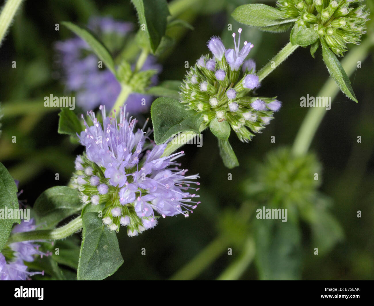 Poleiminze, Mentha pulegium Stockfoto