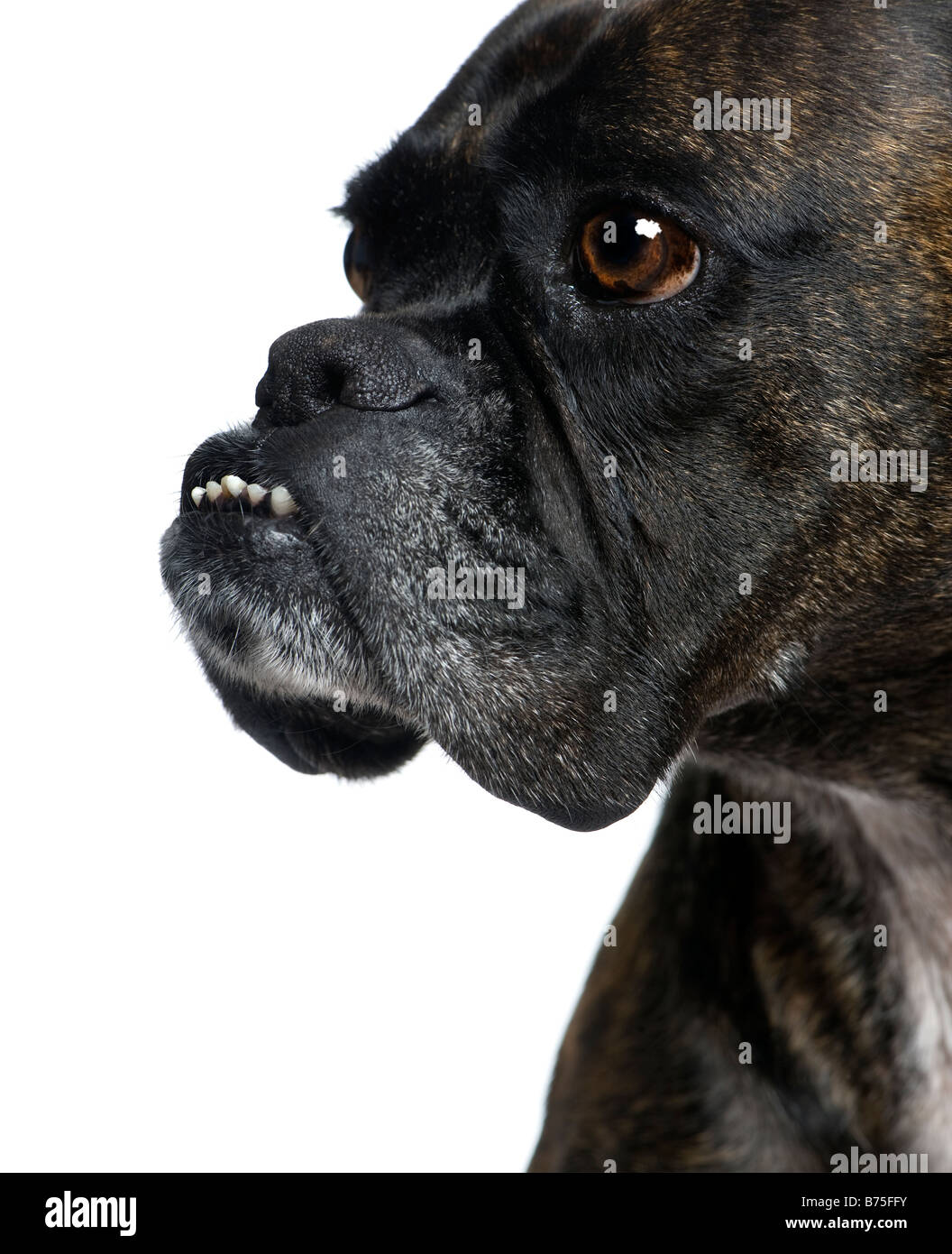 hautnah auf einem Boxer s Kopf 9 Jahre vor einem weißen Hintergrund Stockfoto