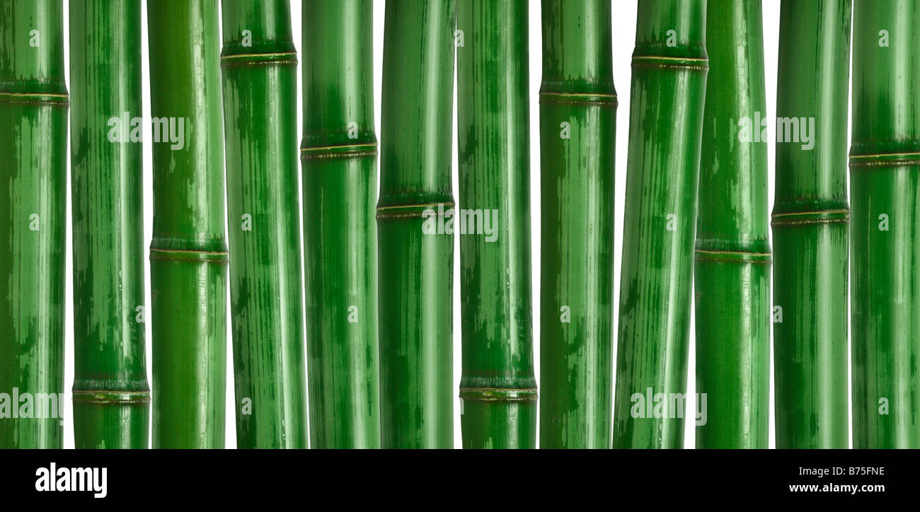 schönes Bild von verschiedenen Bambus Natur Hintergrund Stockfoto