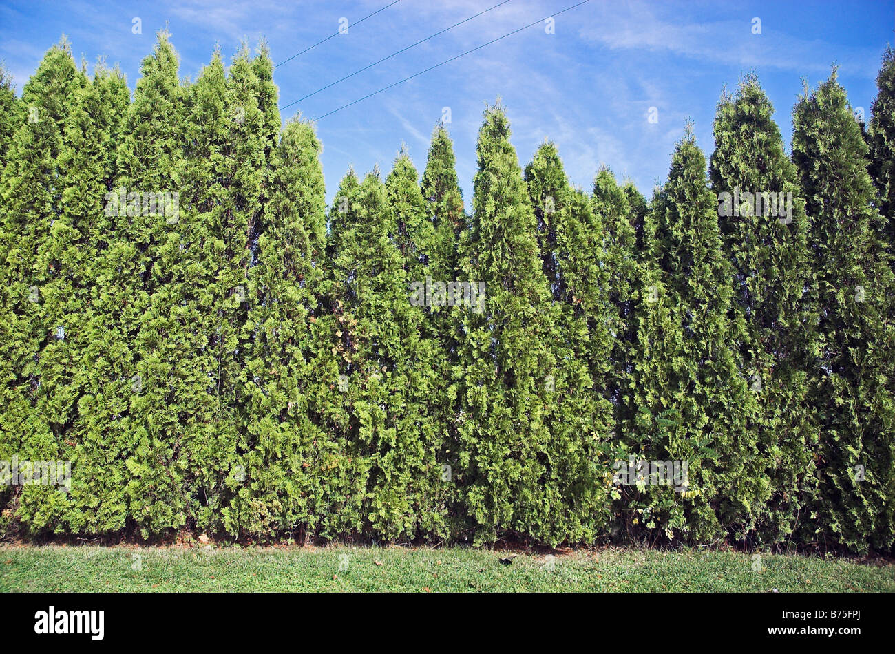 Leyland Zypressen Hecke Stockfoto Bild 21635114 Alamy