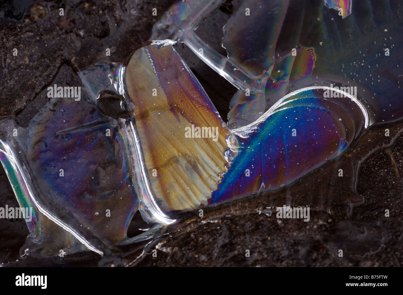 prismatischen Farben in das Eis auf einer Pfütze Stockfoto