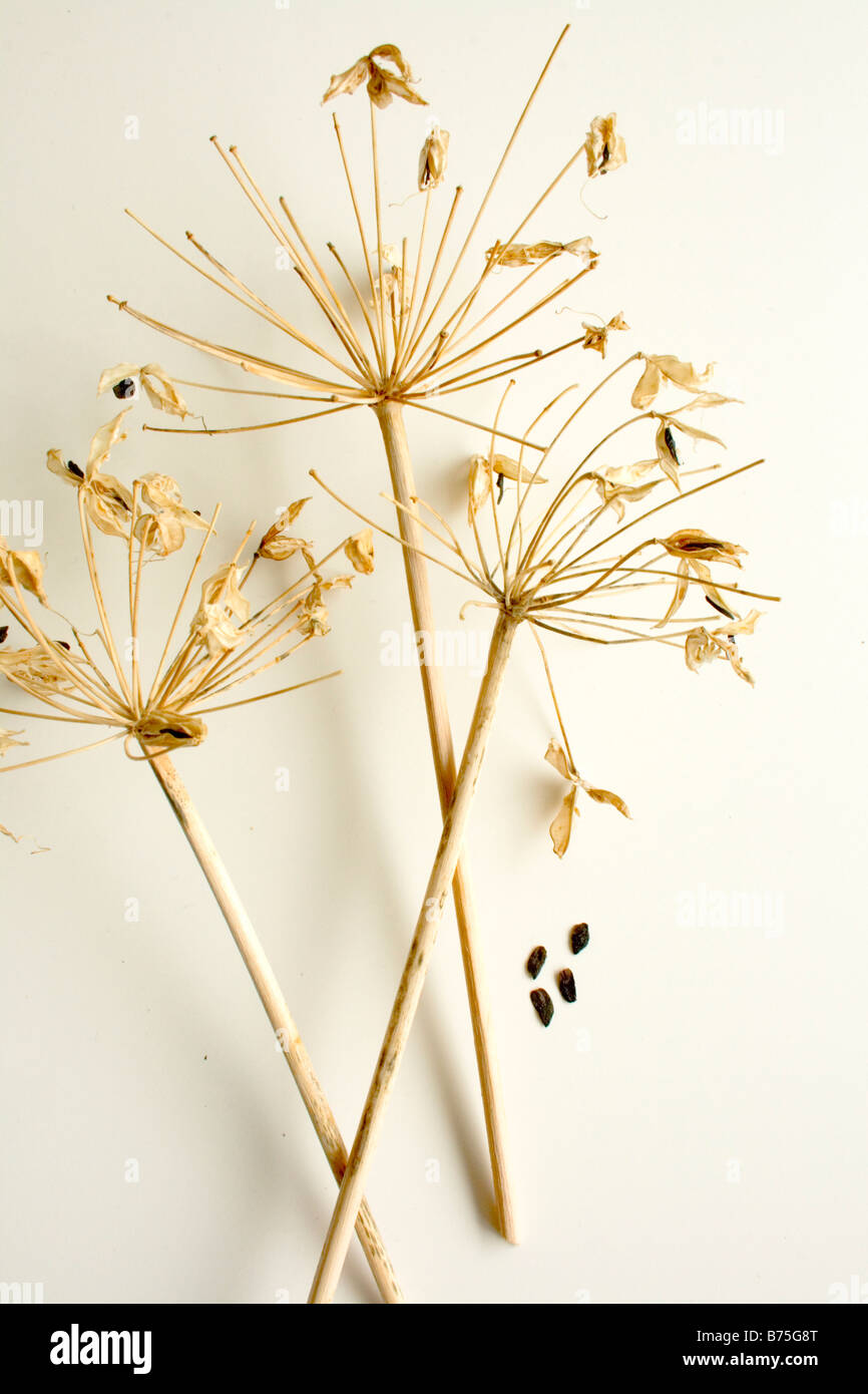 Samen Kopf von Agapanthus (blaue Blume) Stockfoto