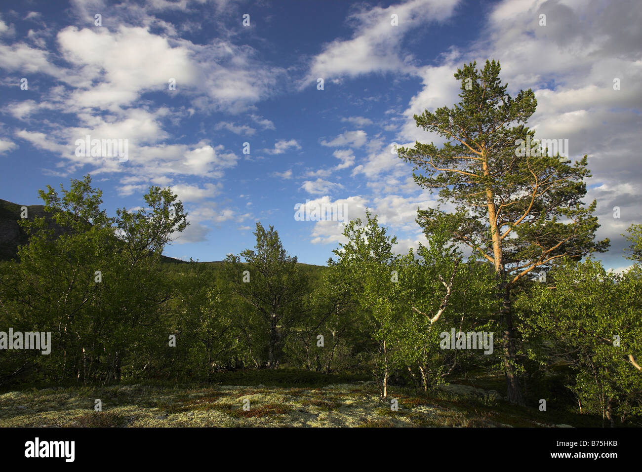 Runde Insel Rondane Nationalpark Nationalpark Norwegen Norwegen Nordeuropa Nordeuropa Stockfoto