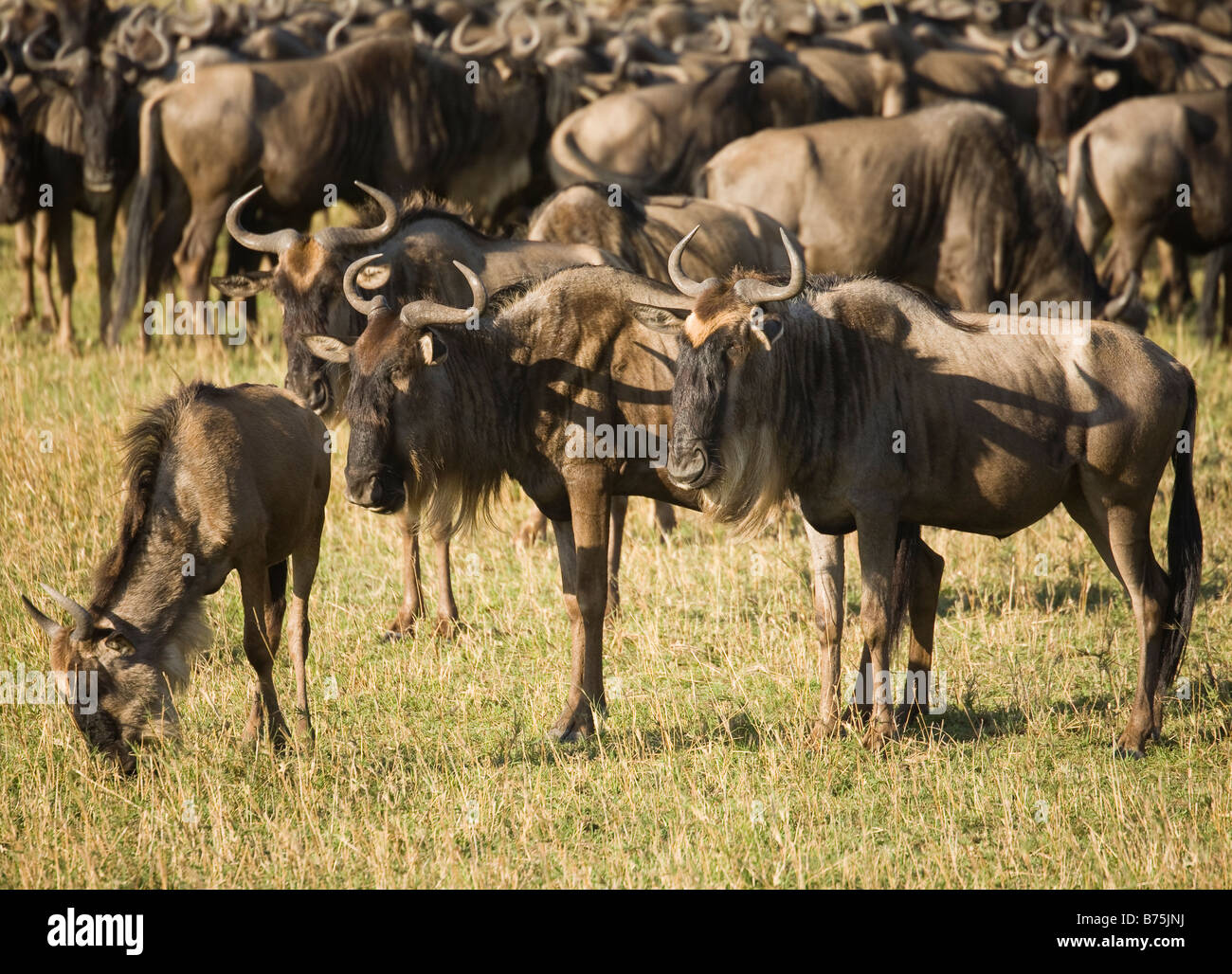 Eine Herde von Gnus weiden auf den Ebenen der Masai Mara in Kenia Stockfoto