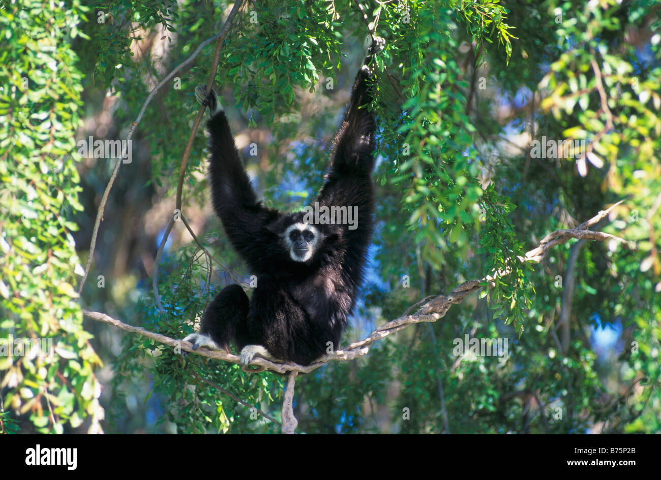 Weiß übergab Gibbon, Zoo in Oakland, Kalifornien USA Stockfoto