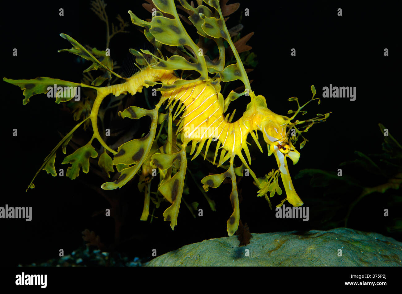 Leafy Sea Dragon Phyllopteryx Eques gefangen Stockfoto