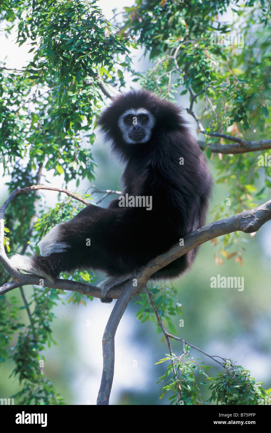 Weiß übergab Gibbon, Zoo in Oakland, Kalifornien USA Stockfoto