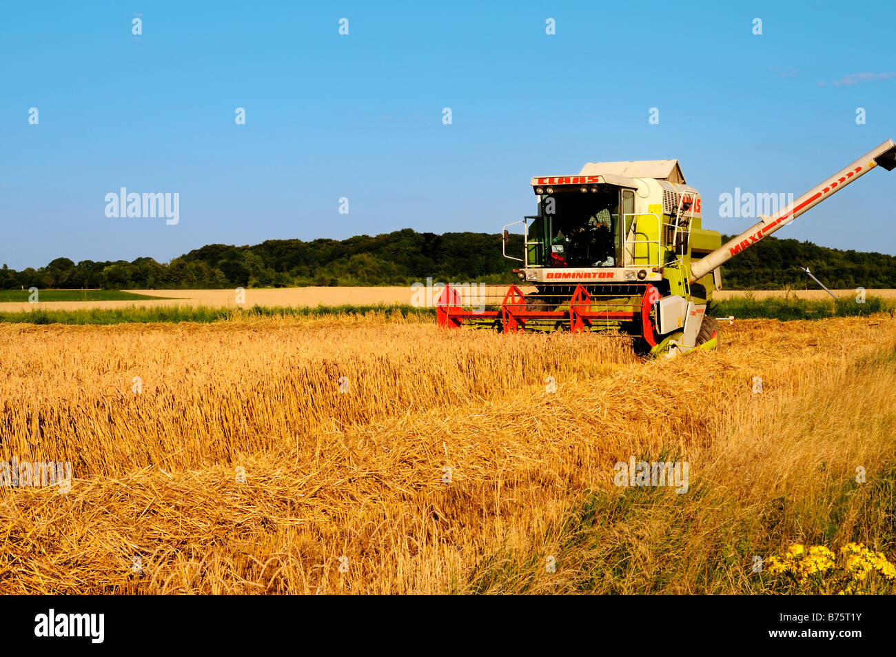 Mähdrescher Bei der Ernte Mähdrescher bei der Ernte zu sammeln Stockfoto