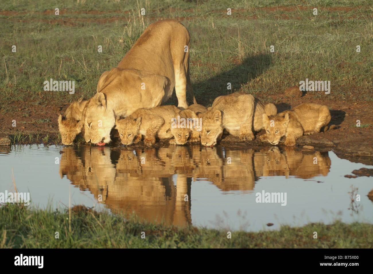 Löwin mit jungen trinken vom Pool, Masai Mara Game Reserve, Kenia Stockfoto