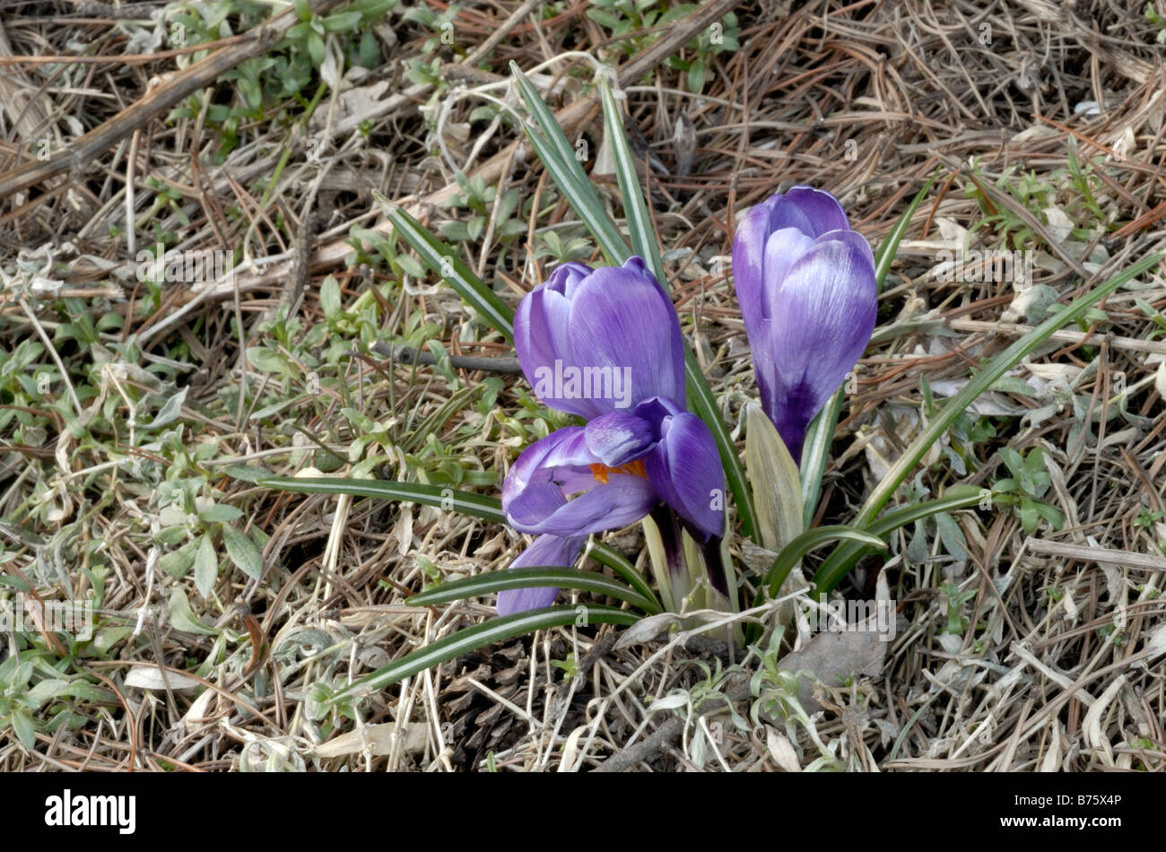 Crocoideae Crocus Vernus, Frühling Krokus, niederländische Krokus, Frühling blühenden Krokus im Wald, Helsinki, Finnland, Europa. Stockfoto