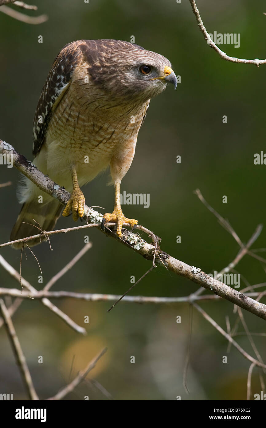 Red Hawk (Buteo Lineatus) geschultert Stockfoto