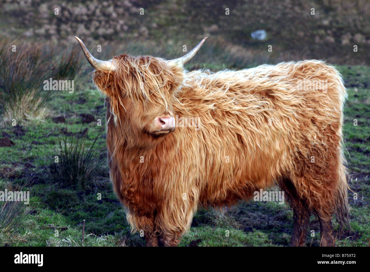 Behaarte Highland Cow (Coo) mit Hörnern in Schottisches Hochland Stockfoto