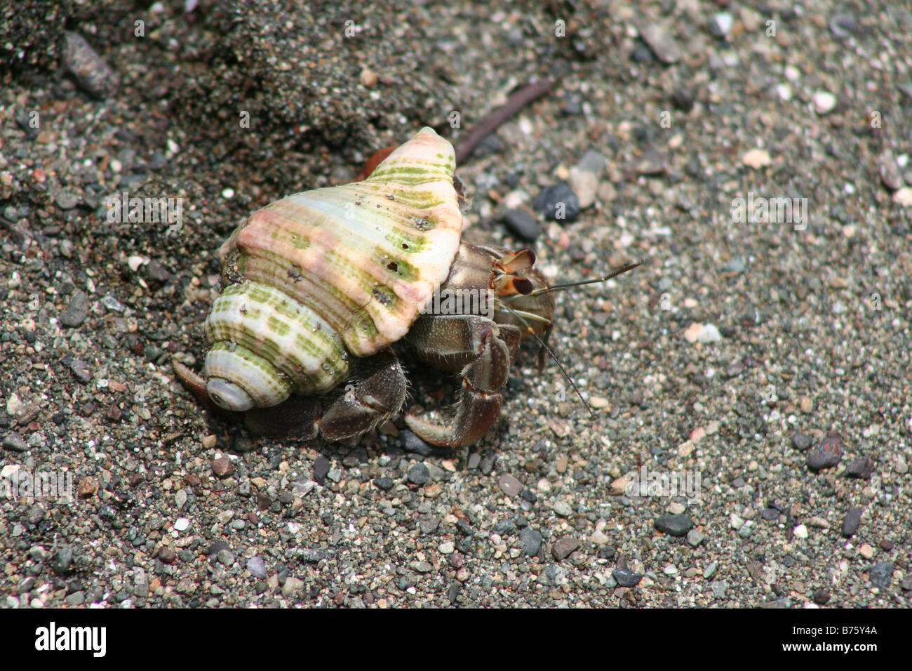 Einsiedlerkrebs am Strand von Corcovado, Costa Rica Stockfoto