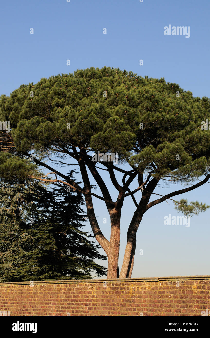 Stone Pine Pinus Pinea The Umbrella Kiefer Hampton Court Garten Surrey Stockfoto