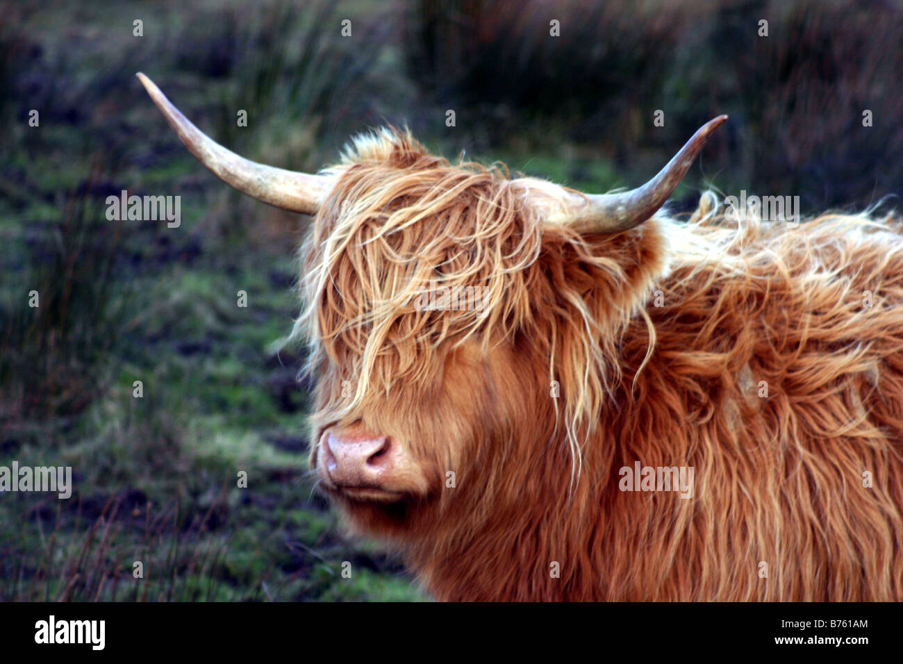 Highland Kuh suchen Wild und majestätisch in den schottischen Highlands Stockfoto