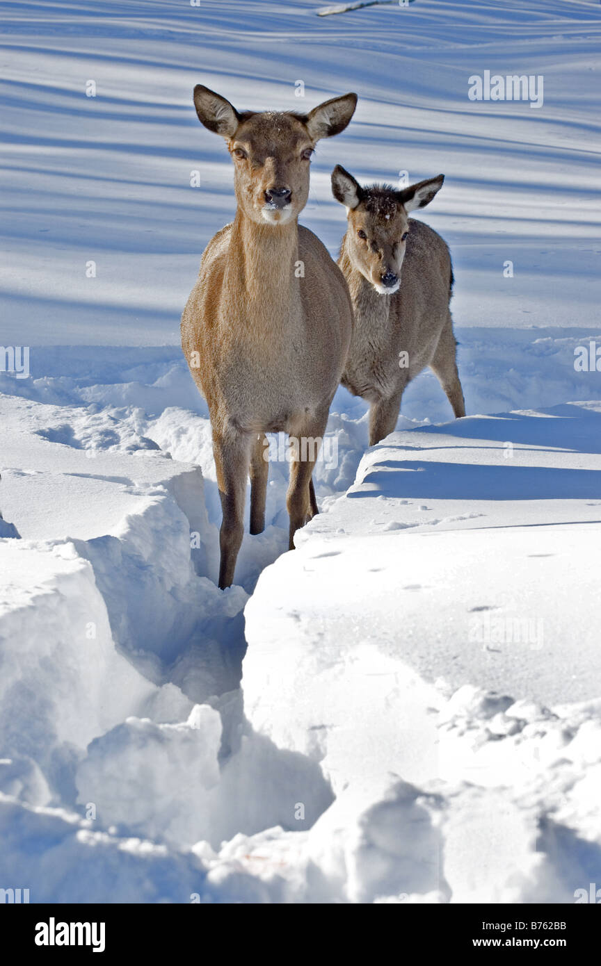 Ein paar weiß - angebundene Rotwild im winter Stockfoto