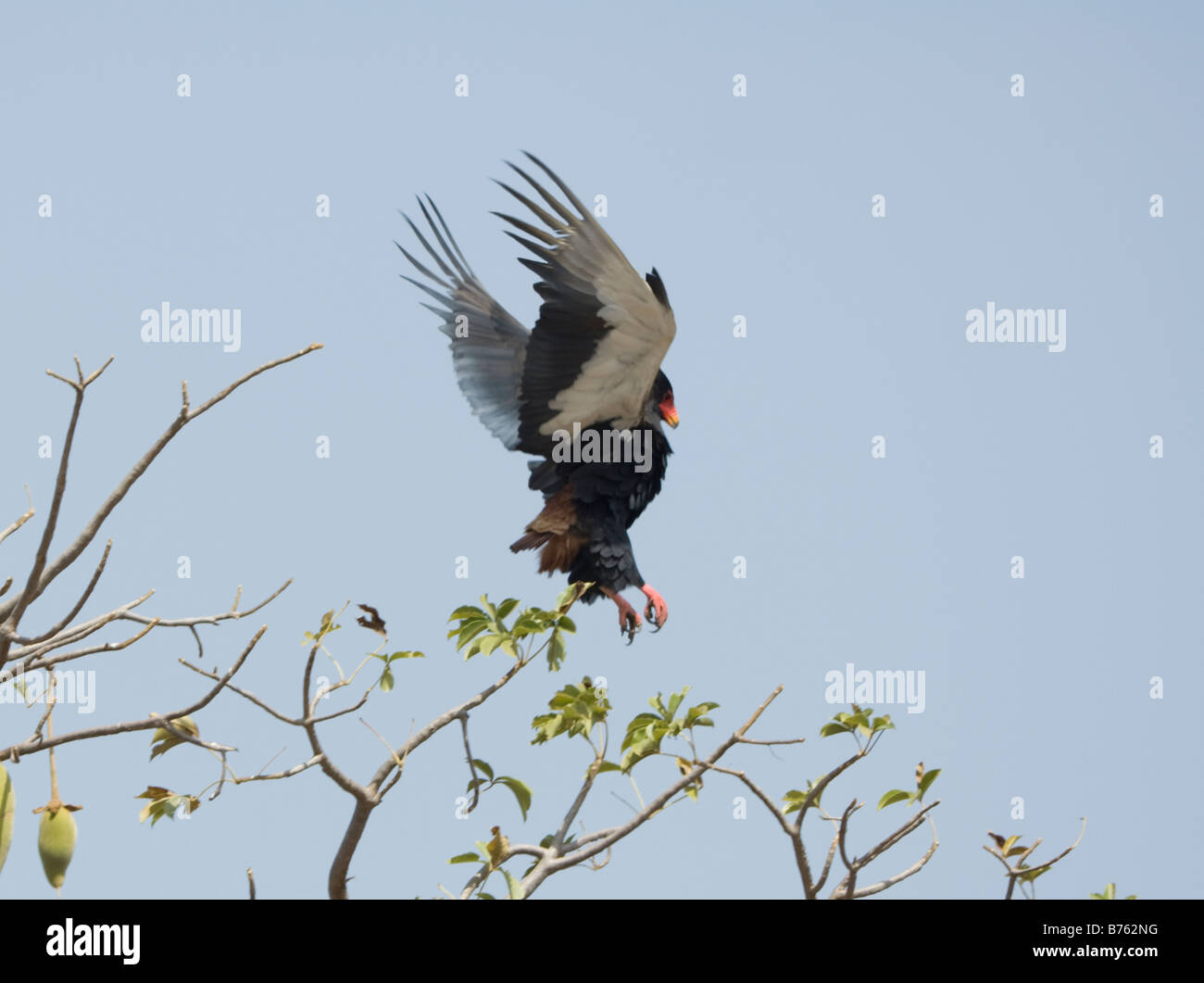 Bateleur Adler landen Terathopius Ecaudatus WILD Stockfoto