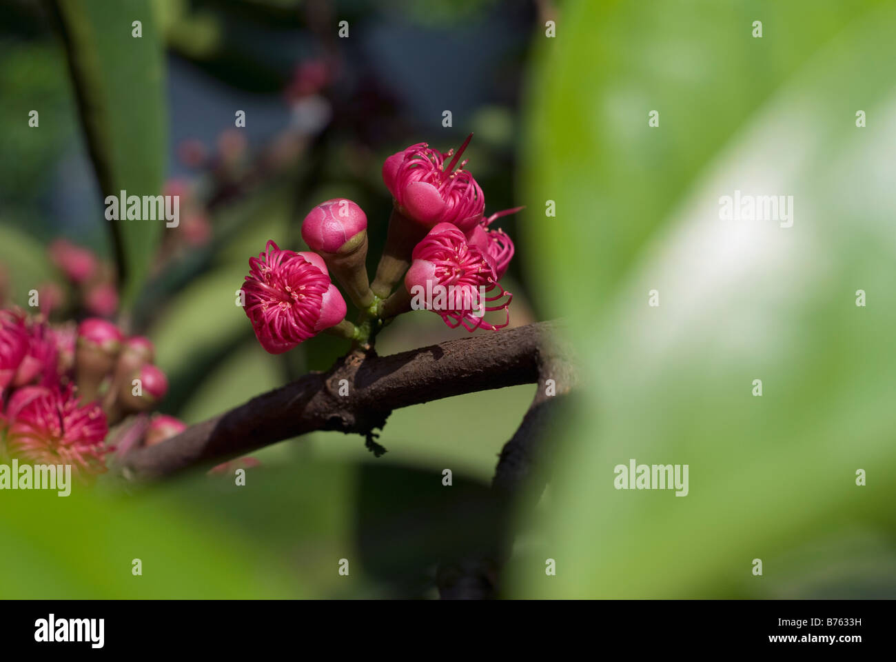 Die Blume der Syzygium Samarangense oder Eugenia Javanica ist eine Spezies in der Myrtaceae, einheimische Früchte von Indonesien Stockfoto