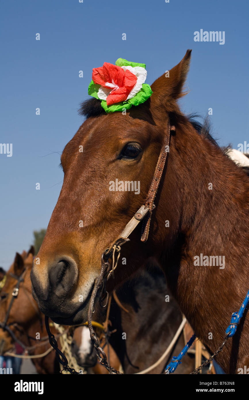 Ein Pferd ist mit einer Papierblume während des Festivals der Jungfrau von GUADALUPE LOS RODRIGUEZ GUANAJUATO Mexiko eingerichtet. Stockfoto