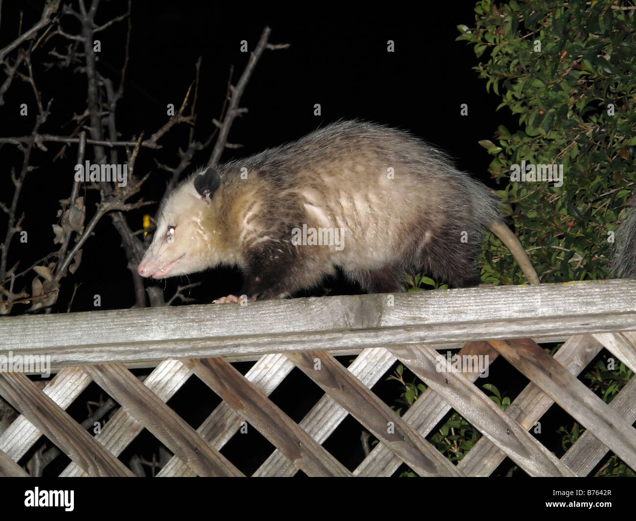 Virginia Opossum auf Garten Zaun Stockfoto