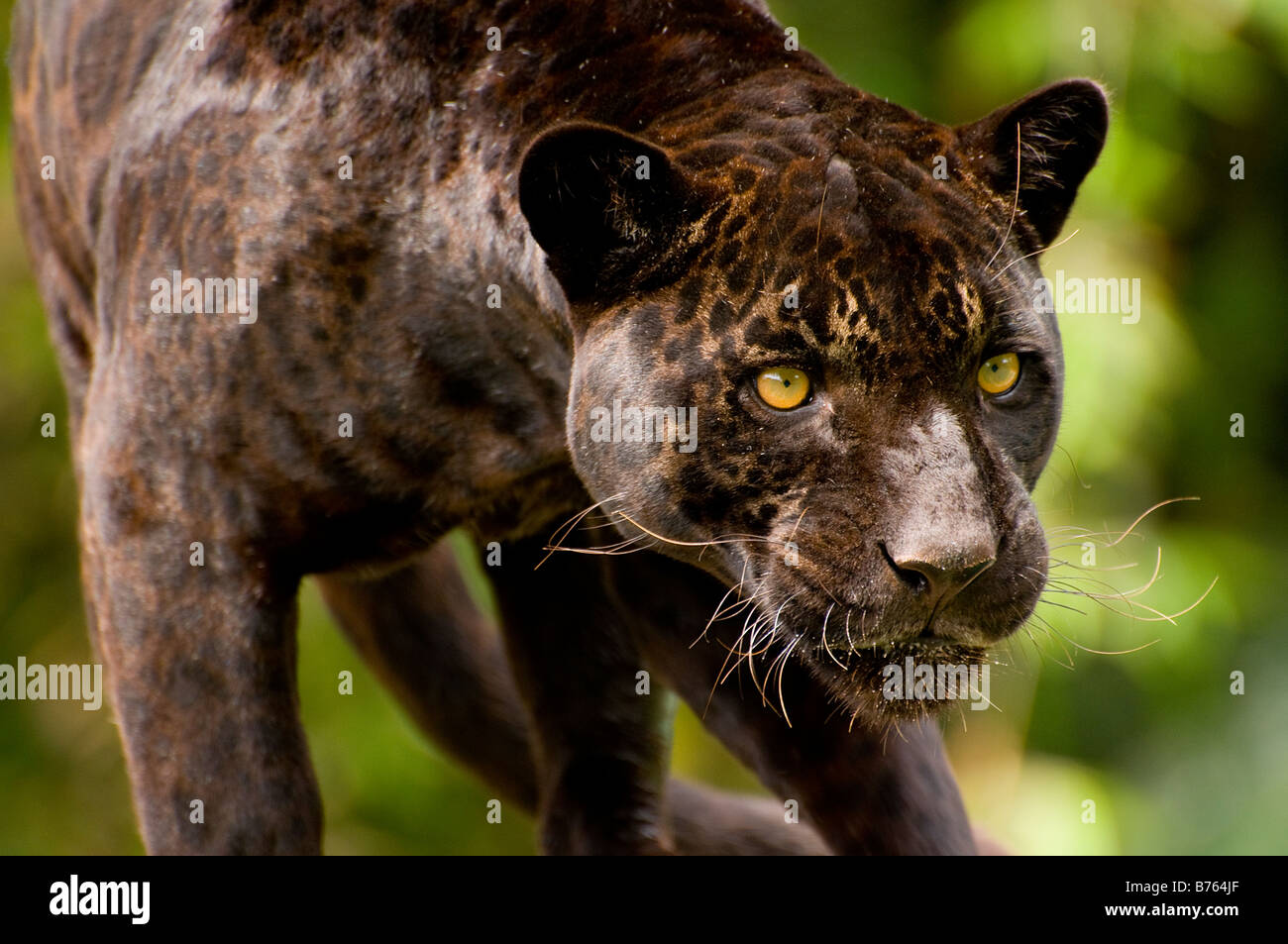 Panther oder schwarzer Jaguar Panthera onca Stockfoto