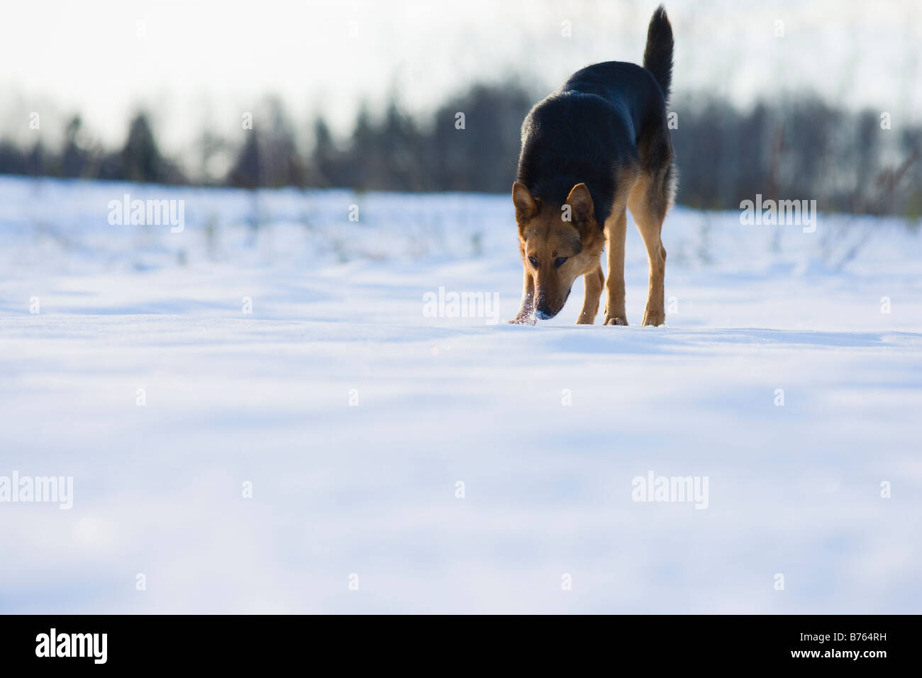 Hund auf schneebedecktes Feld Stockfoto