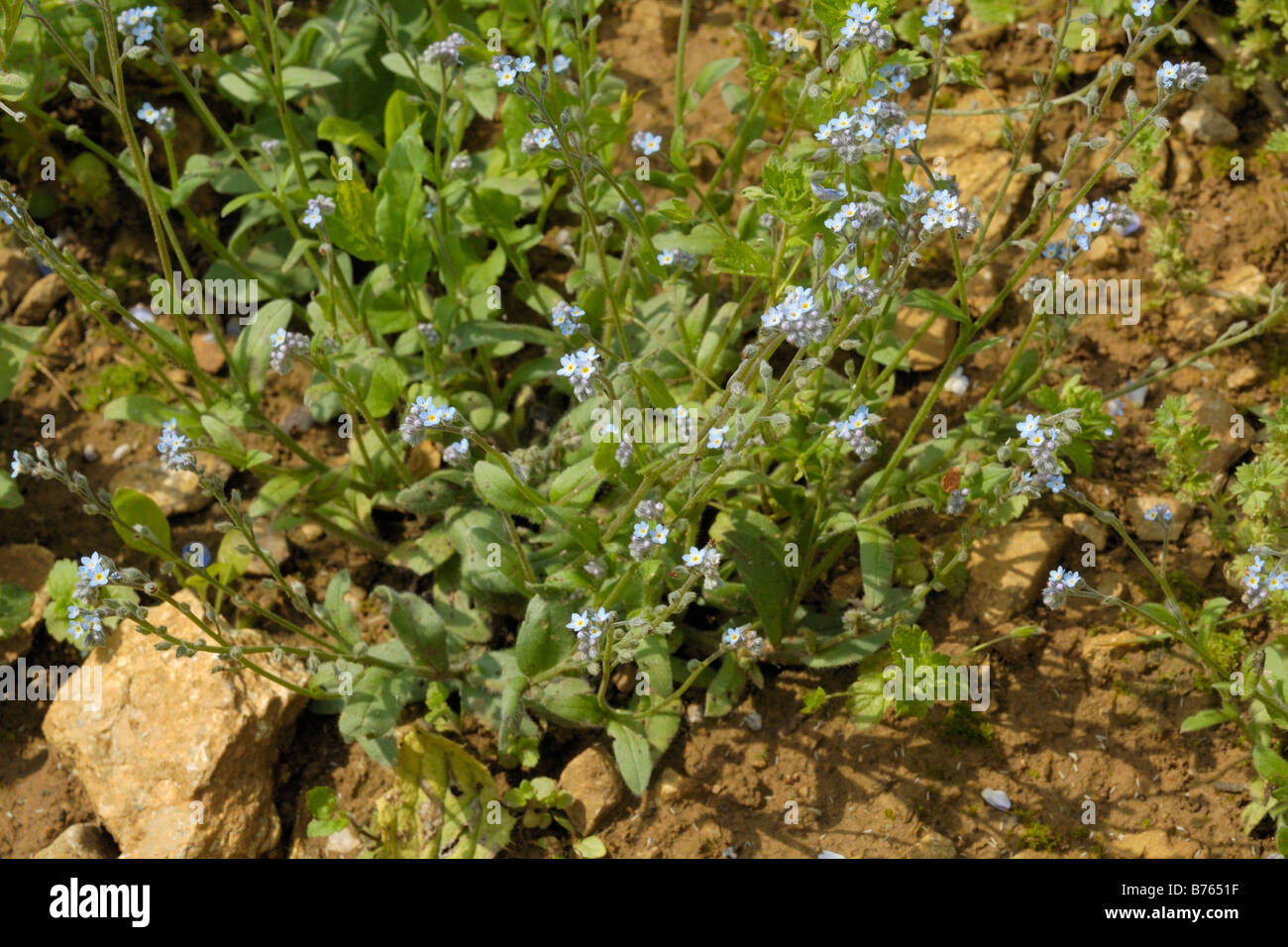 Bereich vergessen Sie mich nicht, Myosotis Arvensis Stockfoto