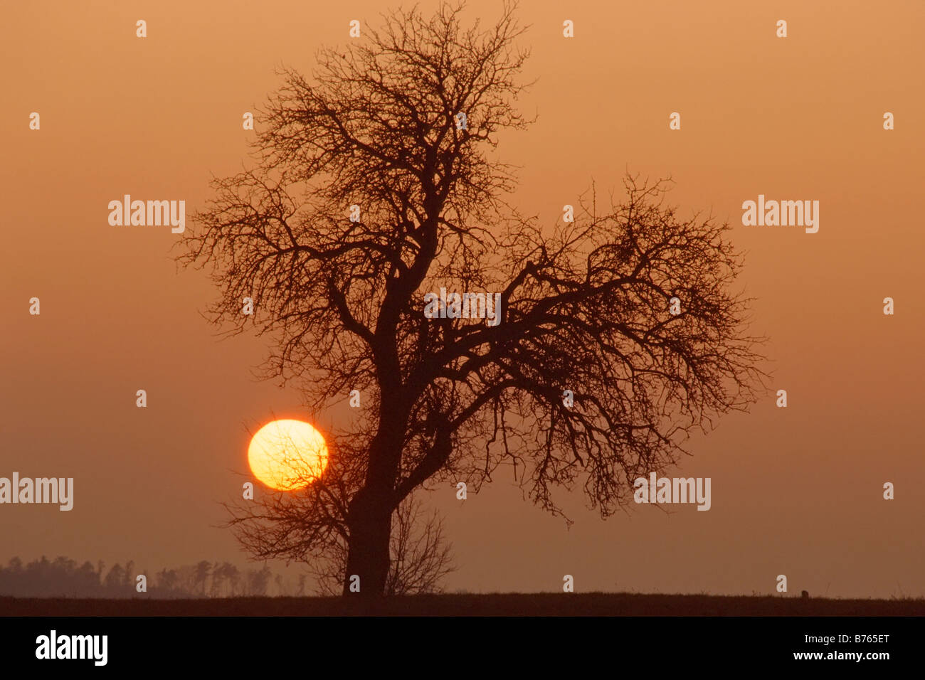roter Baum Sonnenuntergang mittleren Franken Bayern Deutschland Europa Abenddämmerung Nachleuchten Hintergrundbeleuchtung Silhouette Stockfoto