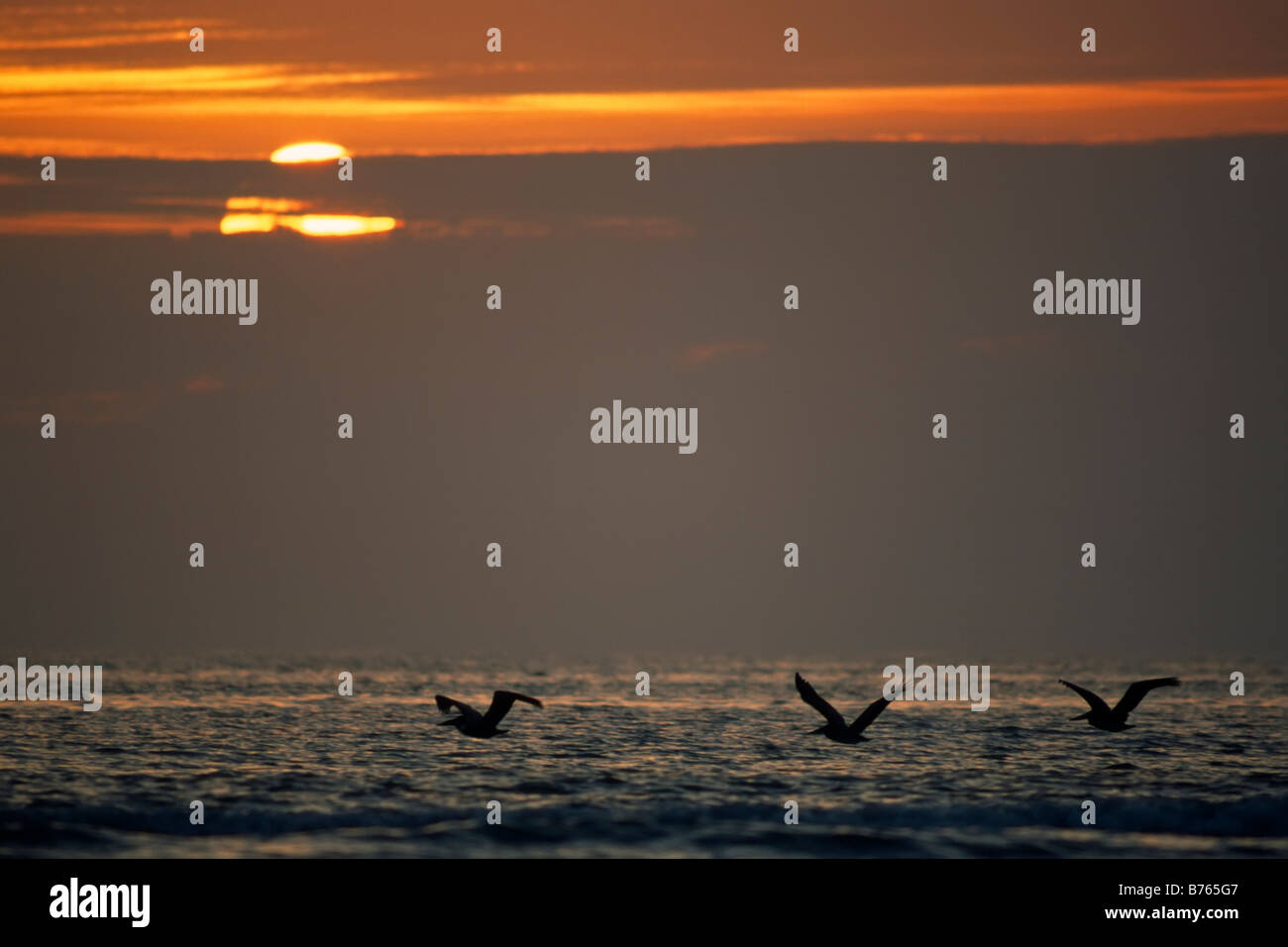 roten Sonnenuntergang Plicans Hintergrundbeleuchtung Sillhouette Küste Florida Usa Amerika Seevögel Stockfoto