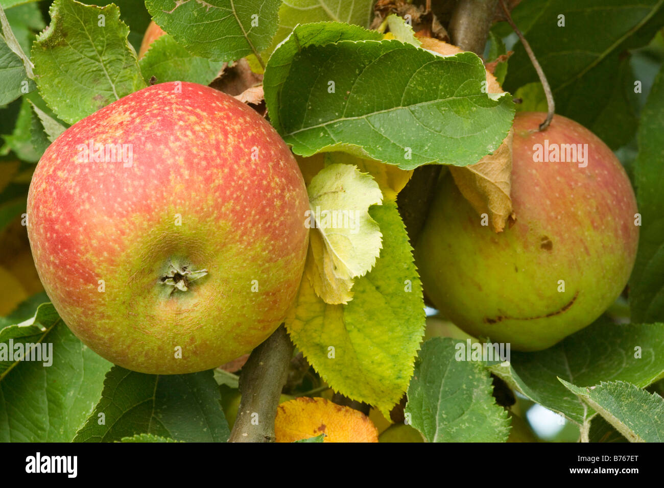 Malus spec Malus Malus Domestica Äpfel Obst pommier Apfelernte Stockfoto
