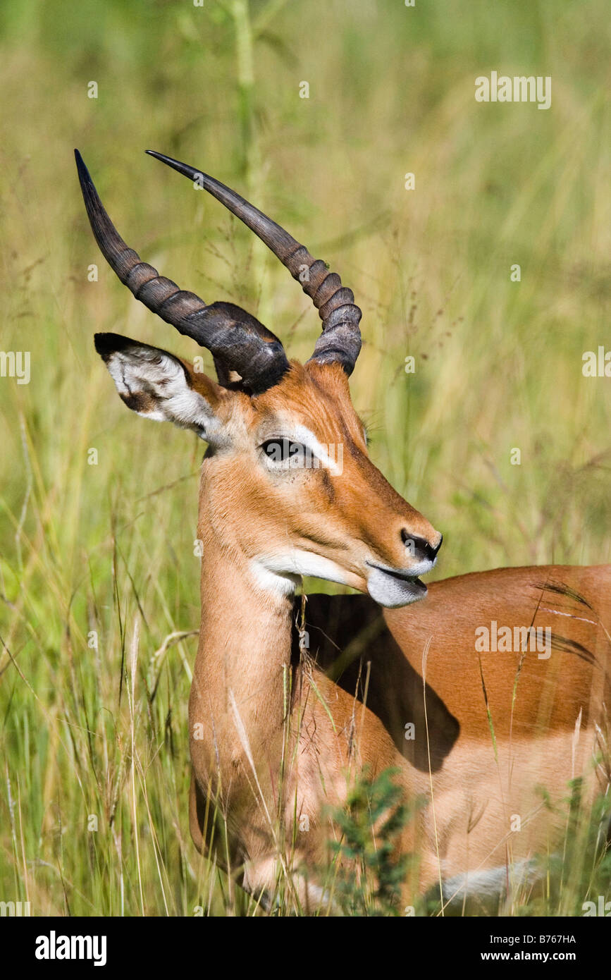 Impala Aepyceros Melampus Impala Serengeti Tansania Afrika Stockfoto