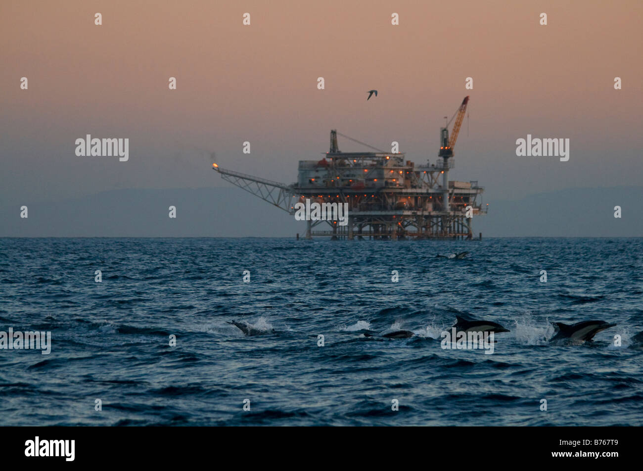 Eine Schule von Delfinen springen aus dem Wasser im Schatten von einer Öl-Derrick im Catalina Kanal aus Long Beach, Kalifornien, USA Stockfoto