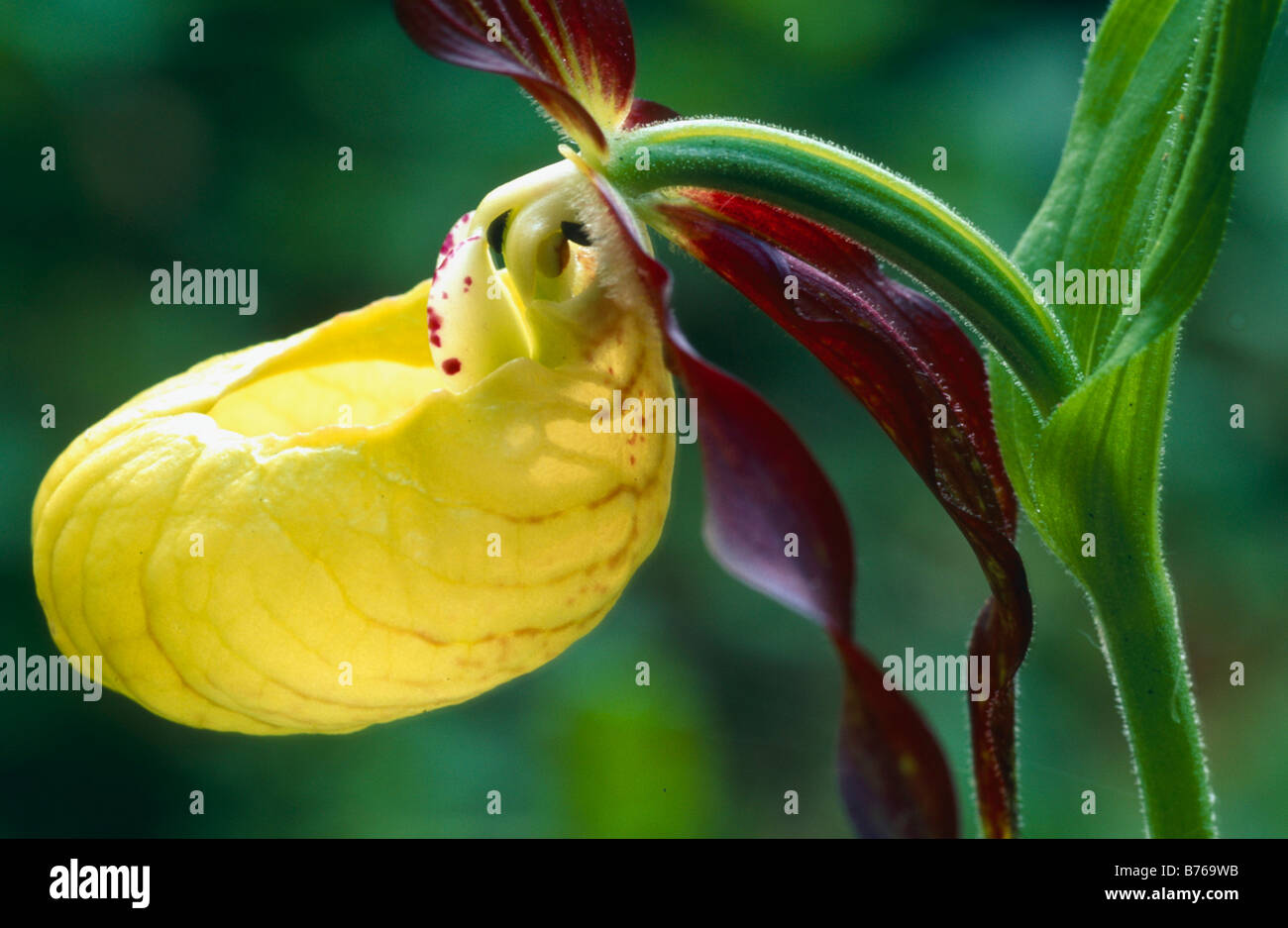 Cypripedium Calceolus Ladys Slipper Hintergrund Kulisse Orchidee Sabot de Venus Zueco de Dama Orchideen Blume Blüte Blüte Stockfoto