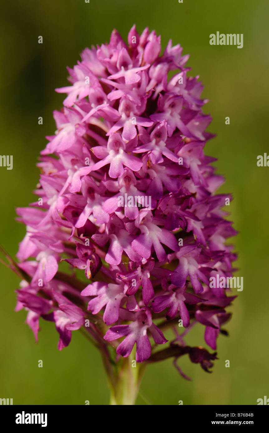 Blume der autochtone Orchidee Anacamptis Pyramidalis, die Pyramide Orchidee, Spanien Stockfoto