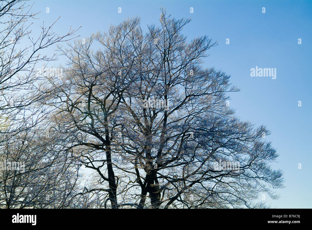 Reigate Hill, The Inglis Memorial Colley Hill und im Winter bei starken Frost. Surrey Hills, England. Stockfoto